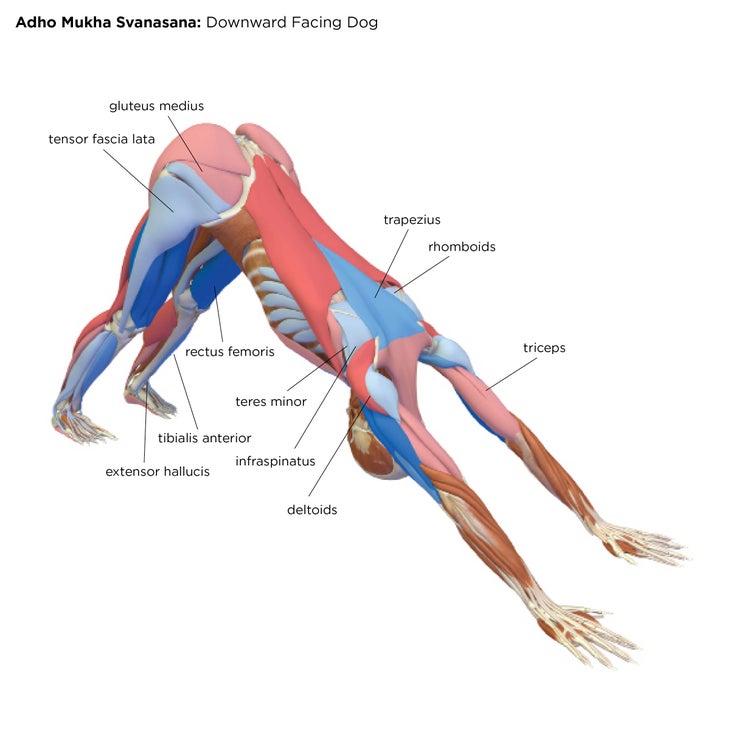 AdhoMukhaSvanasana None