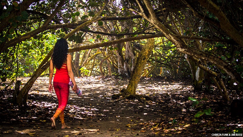 Forest Yoga, Walk Forest Yoga, Walk