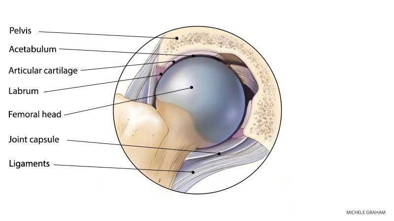 hip-joint-anatomy Anatomy of the Hip Joint.