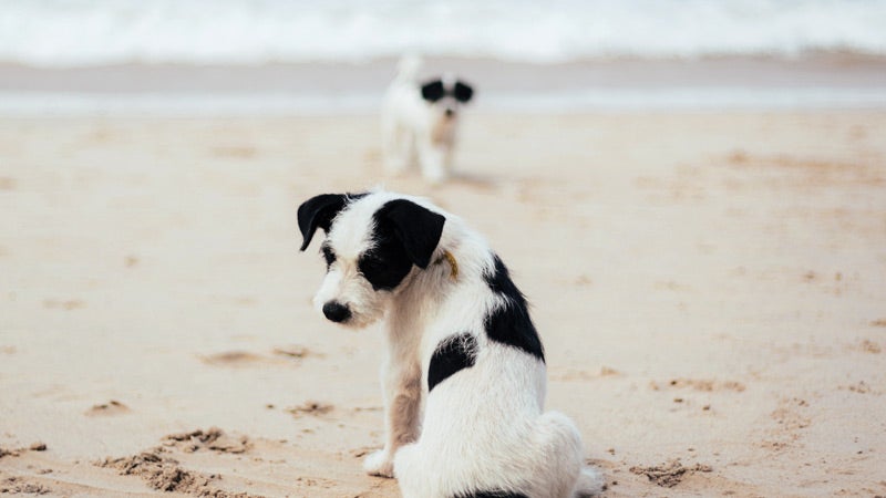 Yoga and Animals Yoga and Animals, puppies, beach
