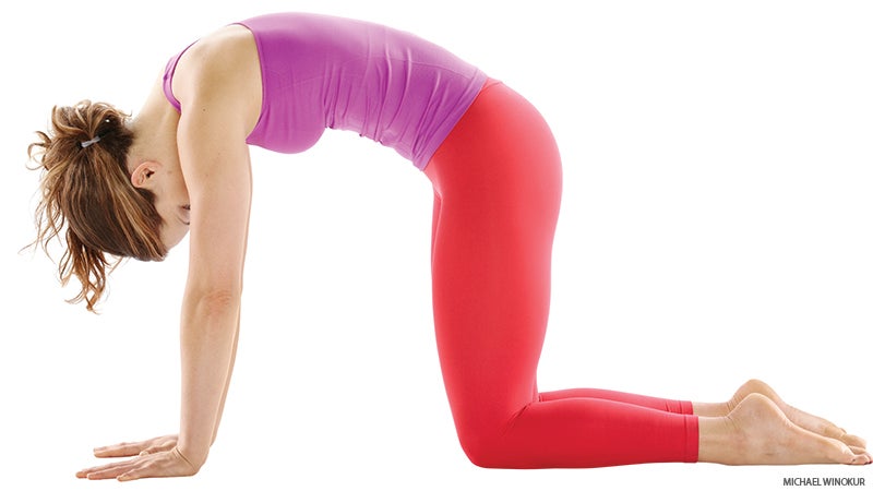 woman in yoga cat pose marjaryasana woman in yoga cat pose marjaryasana