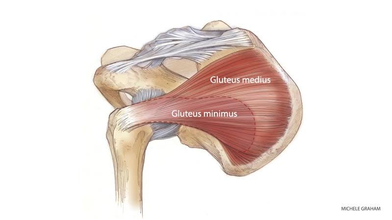 hip-anatomy-gluteus-medius Hypermobility of the Hip Joint.