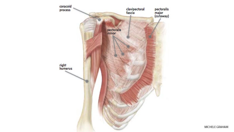 Screen-Shot-2015-09-29-at-9.56.02-AM skeleton, muscles, shoulder, collarbone, lungs