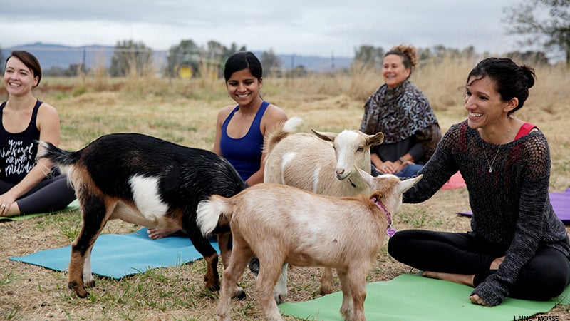 goat yoga goat yoga