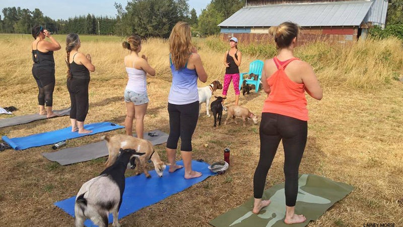 goat yoga goat yoga
