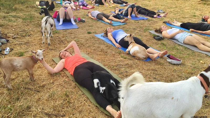 goat yoga goat yoga