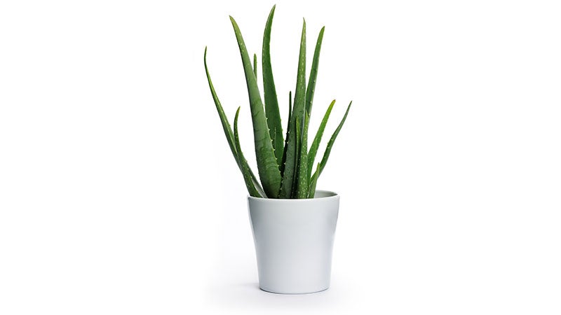 aloe