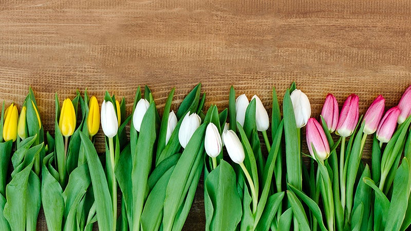 iStock-509921222 flowers, tulips flowers, tulips