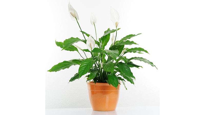 peace lilies peace lilies