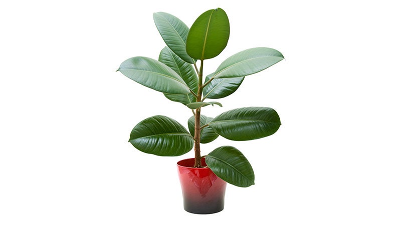 rubber plant rubber plant