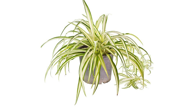 spider plant spider plant