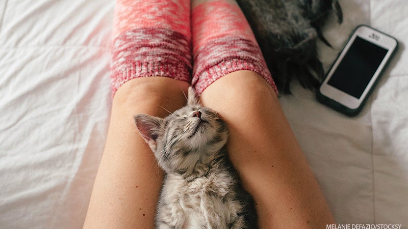 Sabbatical, cat, kitten, relax, bed Sabbatical, cat, kitten, relax, bed