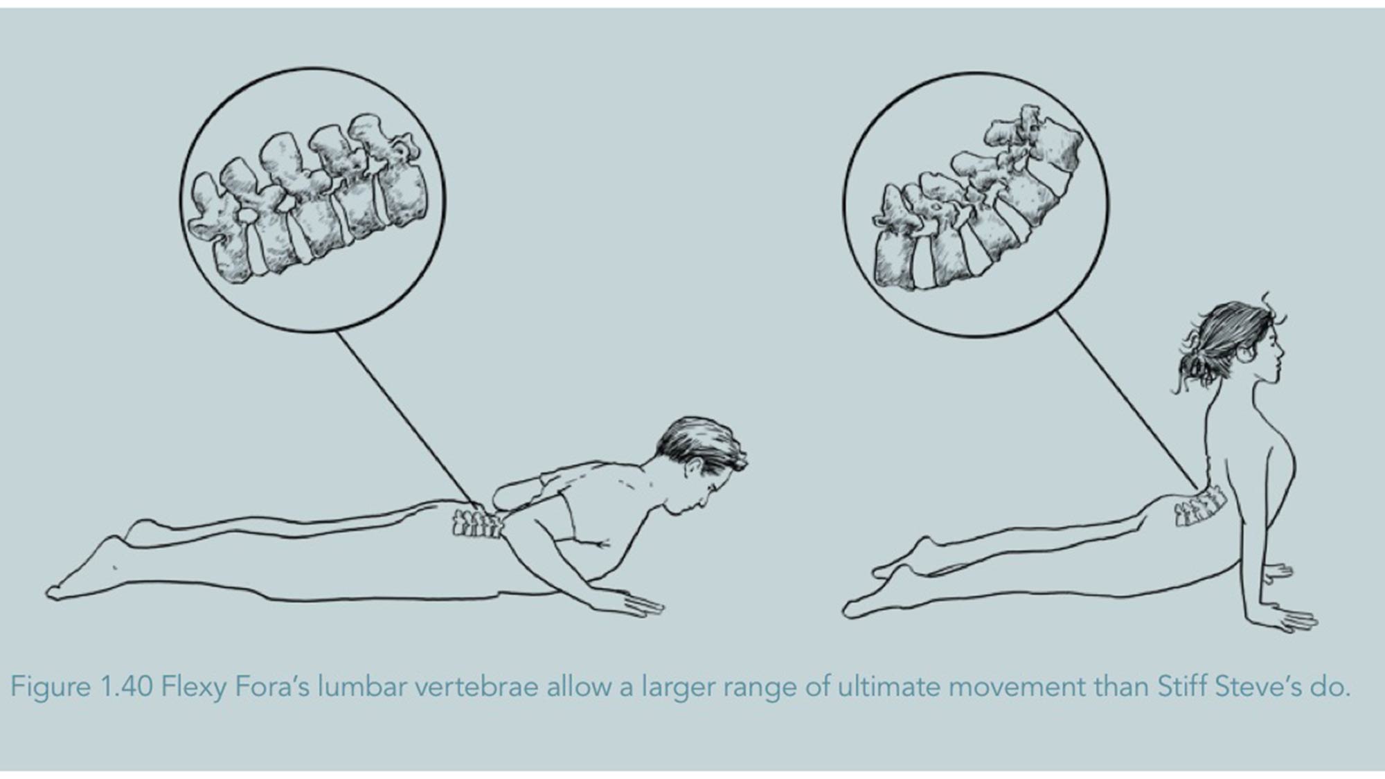 lombarspine backbend spine stretch