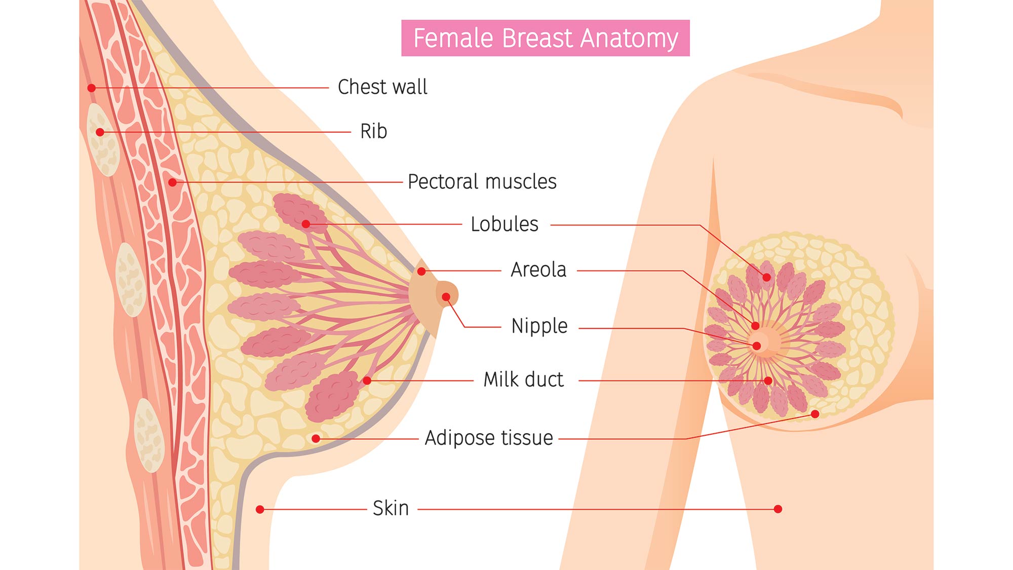 femalebreastanatomy female breast anatomy