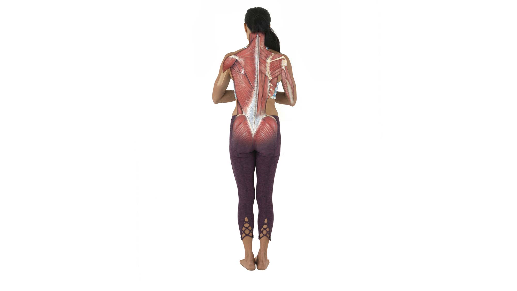 anatomy None