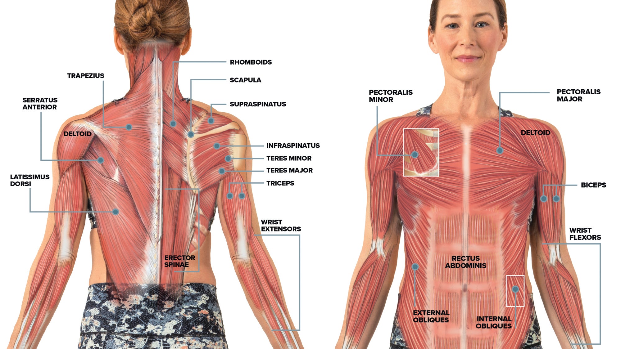 Anatomy_Biomechanics_301 None