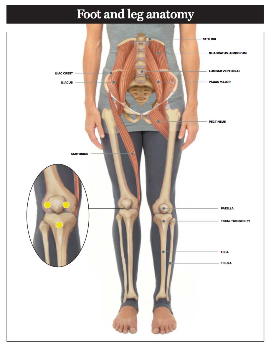 Foot and Leg Anatomy | Essential Info for Yoga Teachers