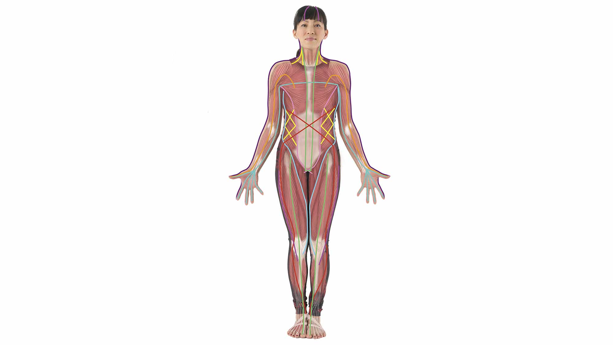Fascia and Your Yoga Practice Biology Diagrams