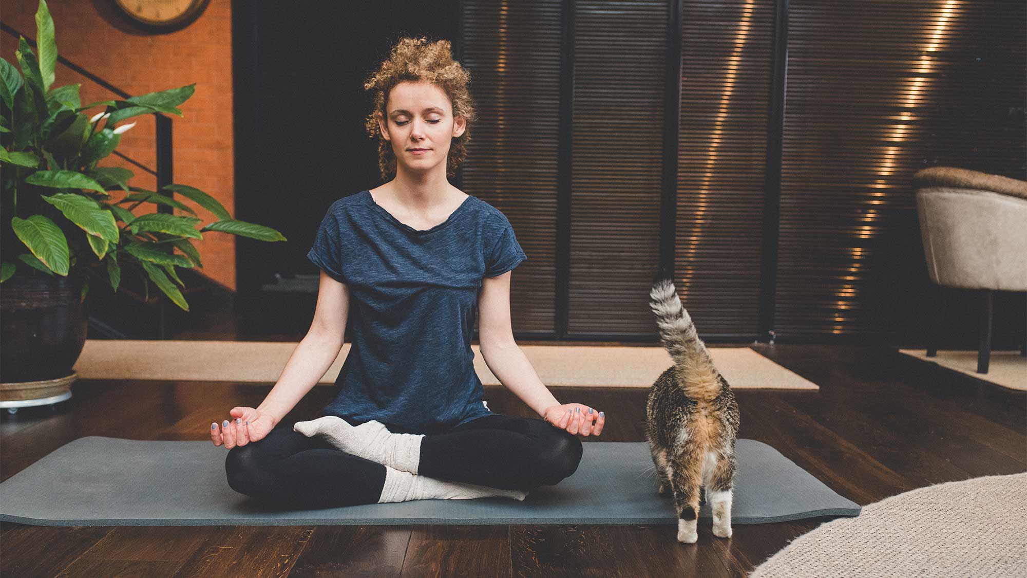 seated-meditation-breathing seated meditation, breathing, cat