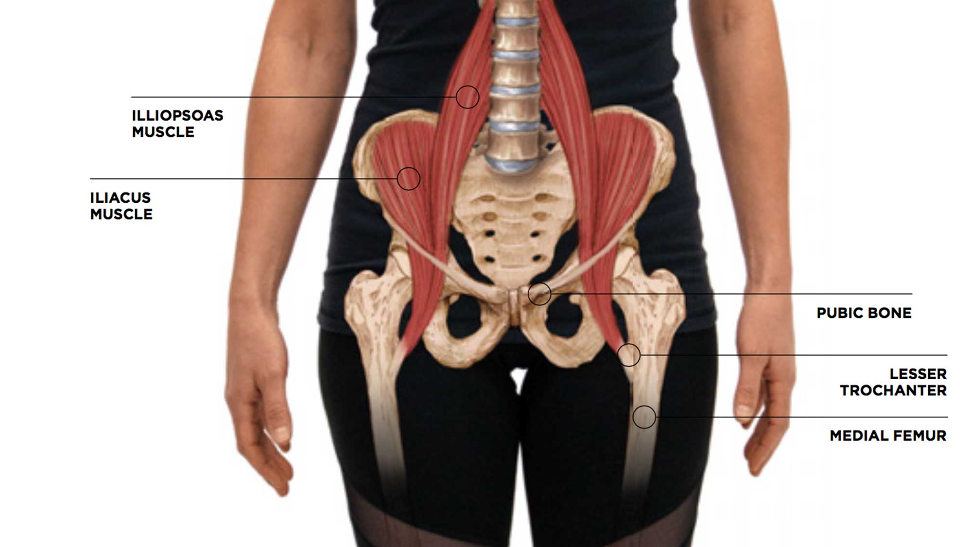pelvis None