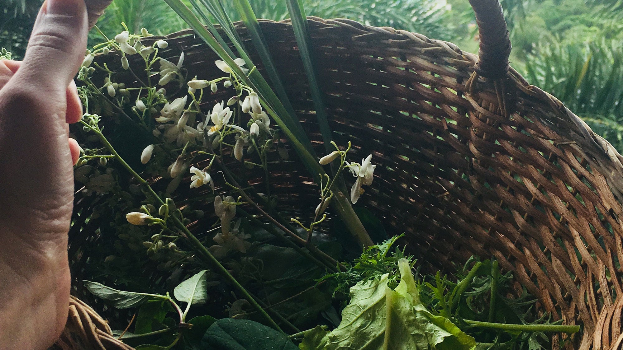 moringa Moringa at BodyHoliday in Saint Lucia