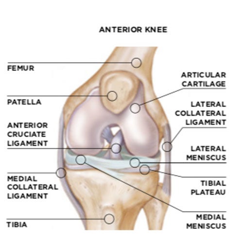 Screen-Shot-2019-05-28-at-1.31.39-PM yoga knee anatomy