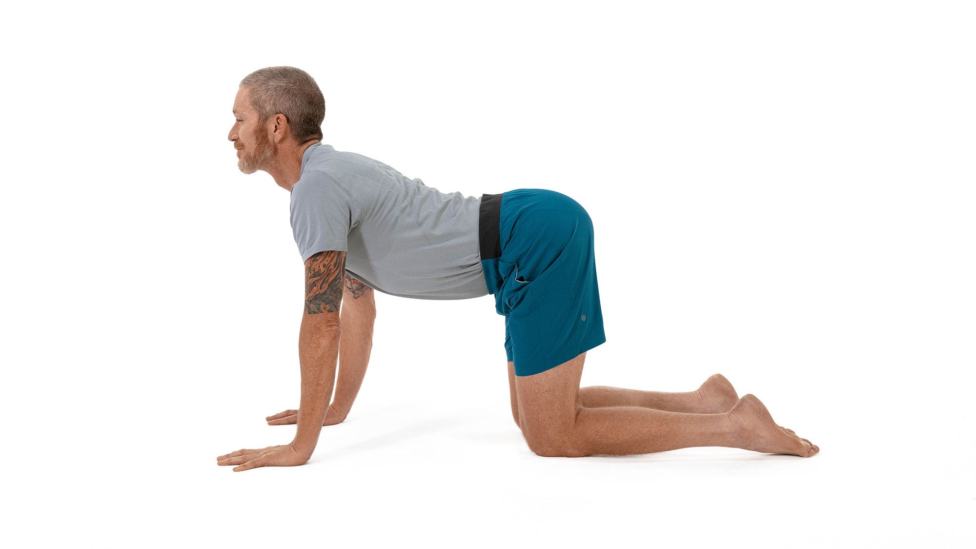 Anatomy_310_3398_bjk_resized Bitilasana (Cow Pose)