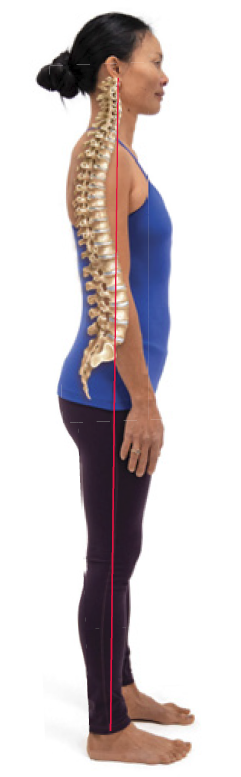 Anatomy image1 Diagram of spine superimposed on a photo of a woman