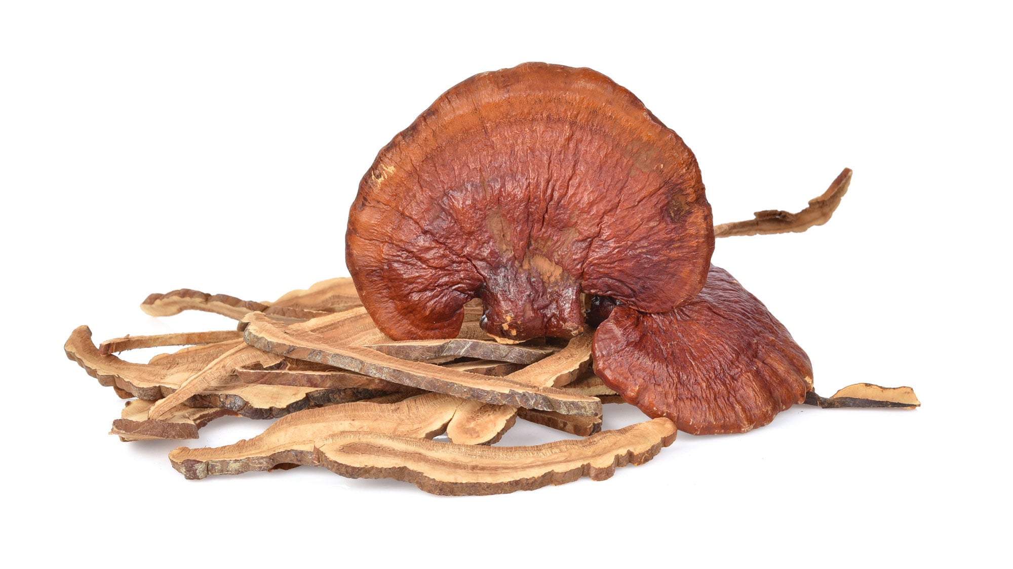 reishi-mushroom None