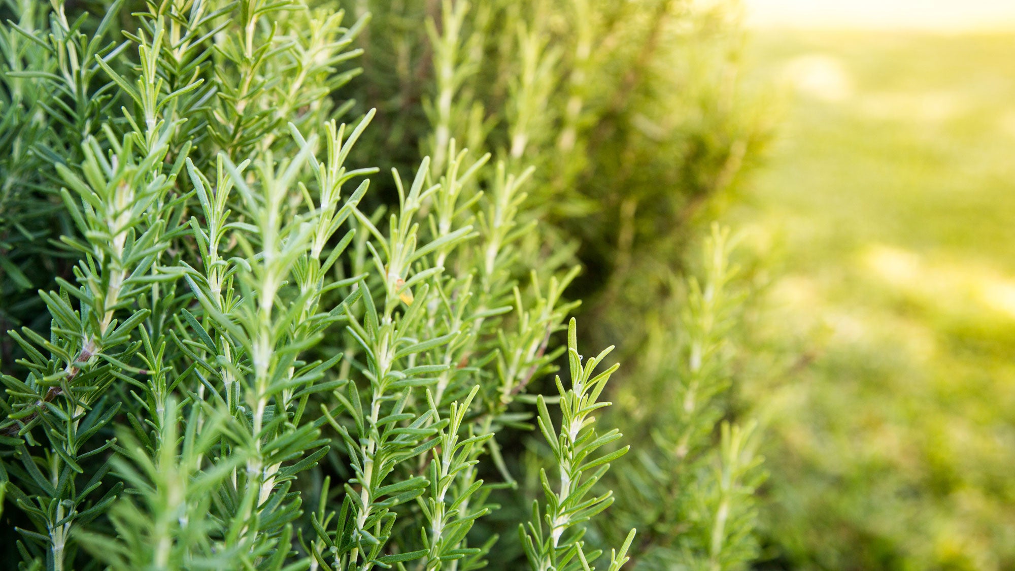 rosemary-plant None