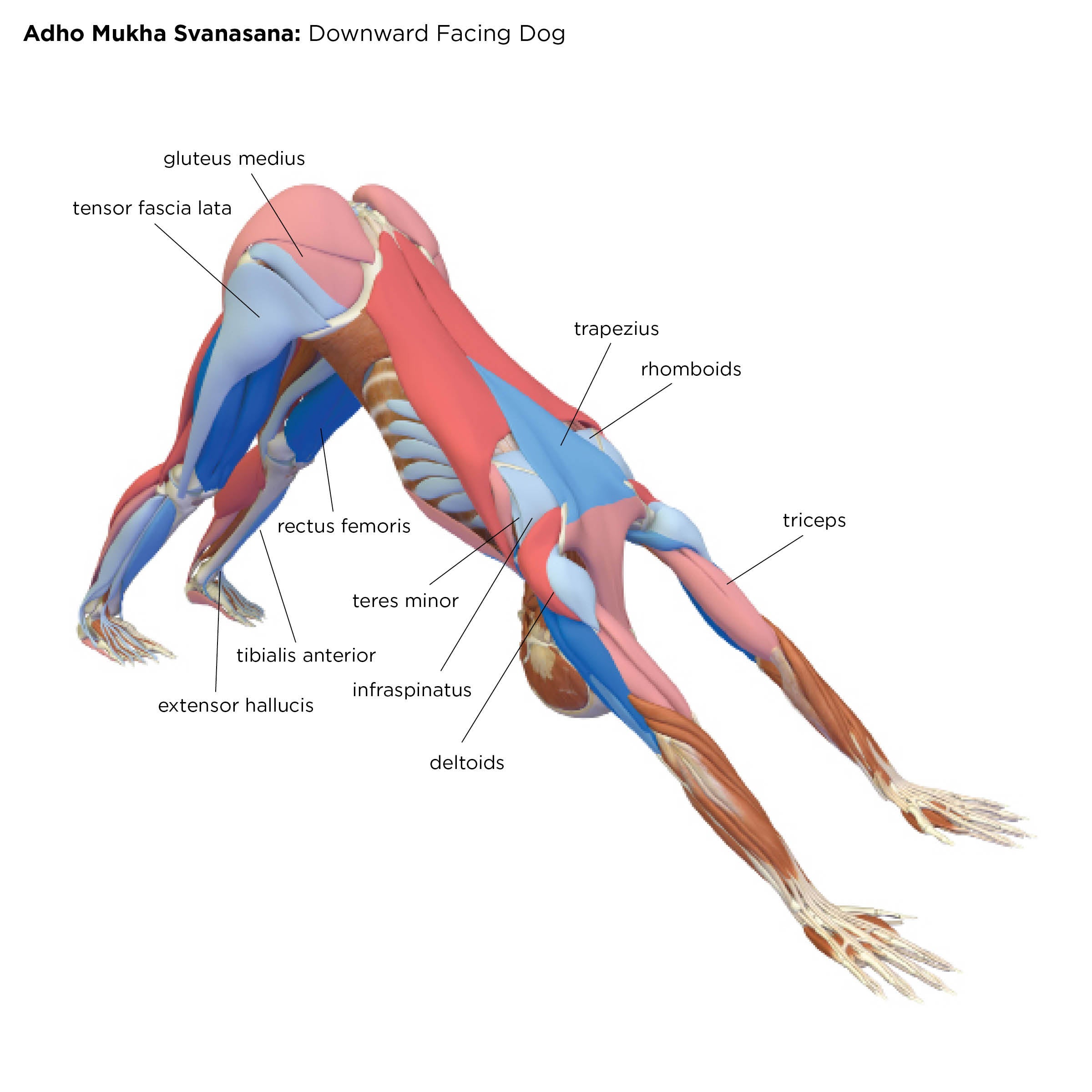 AdhoMukhaSvanasana None