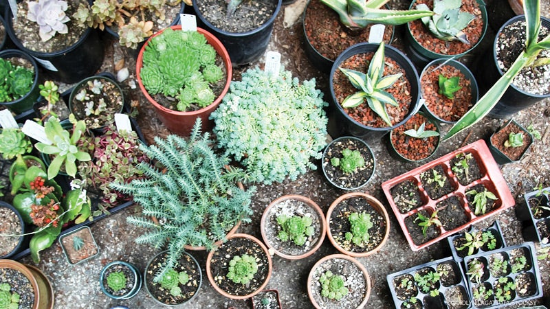 Sutras_279_13_FNL succulents, plants, green