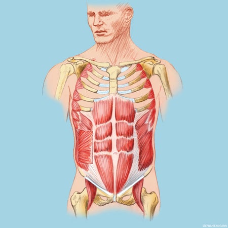 anat_227_01_450 anatomy chest
