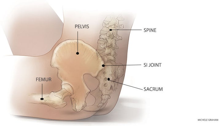 anat_276_02_FNL-sacroiliac-joint-SI The SI Joint.