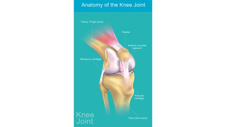 knee-anatomy Anatomy of the Knee Joint.