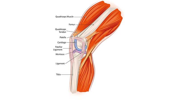 kneeanatomy