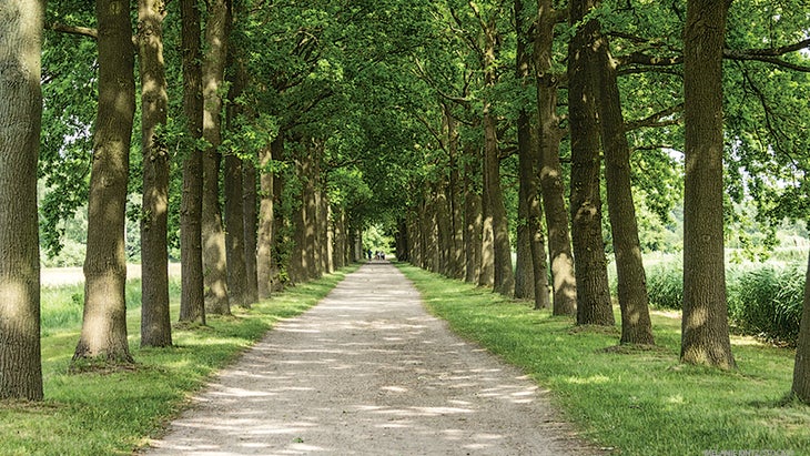 walk, trail, woods, nature walk, trail, woods, nature