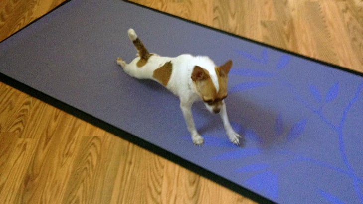 Yoga and animals, dog training Yoga and animals, dog training