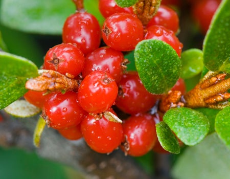 aroniaberry