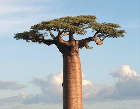 baobab tree