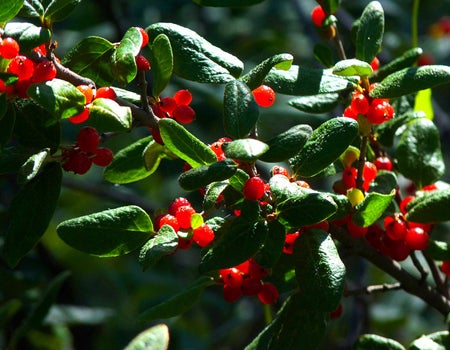 buffaloberry