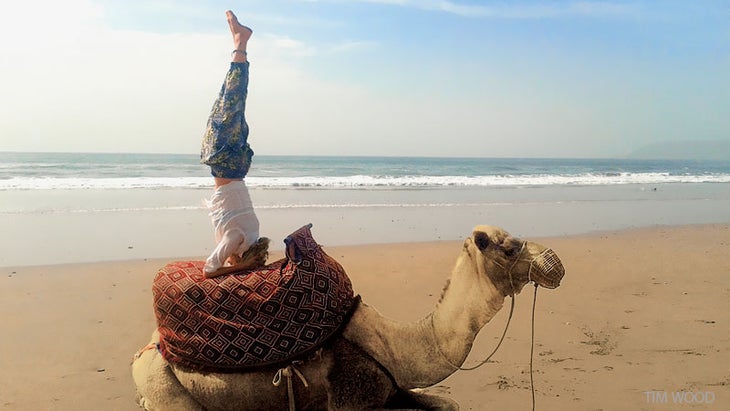 reader doing a handstand on camel reader doing a handstand on camel
