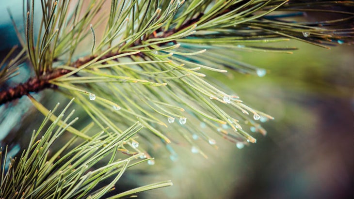DIY Festive Scents for the Holiday Season Dec 14 DIY Festive Scents for the Holiday Season Dec 14