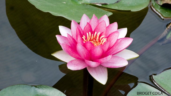 lotusflower