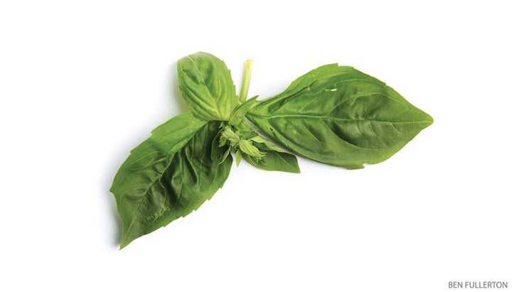 201504-yjmag-basil