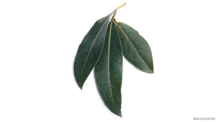 201504-yjmag-bay-leaf