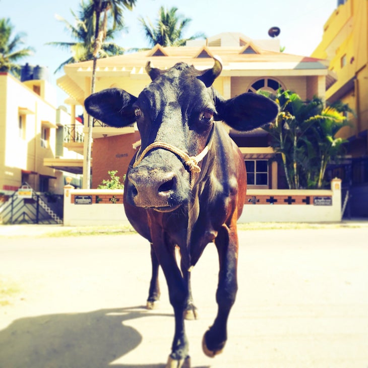 CowinIndia032515