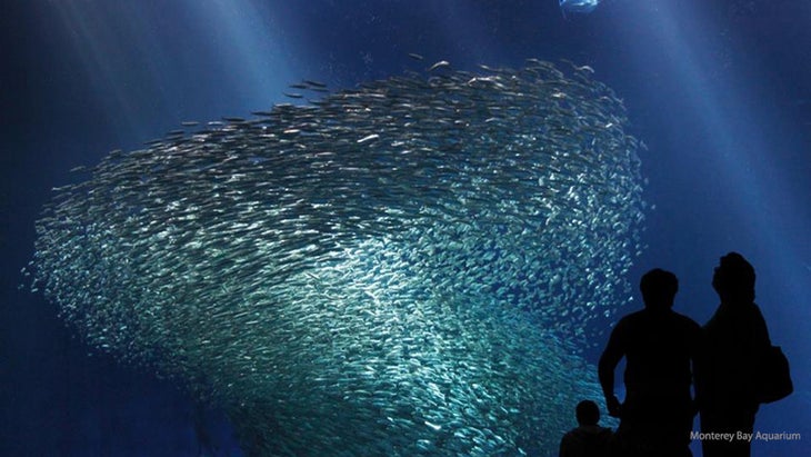 Fish Fish