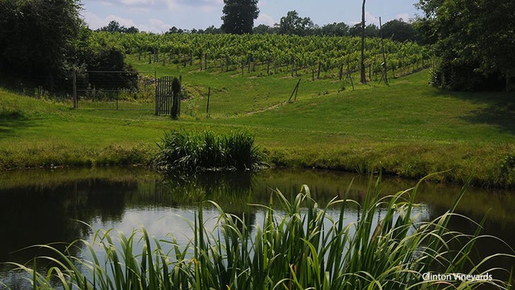 Vineyards Vineyards