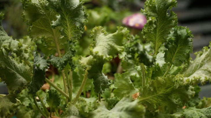 mustard greens mustard greens